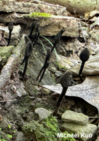 Trichoglossum hirstutum