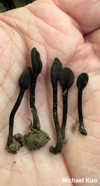 Trichoglossum hirstutum