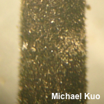 Trichoglossum hirstutum