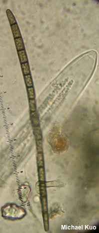 Trichoglossum hirstutum