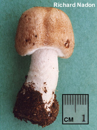 Agaricus haemorrhoidarius