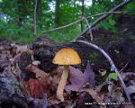 Leccinum longicurvipes