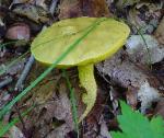 Retiboletus ornatipes