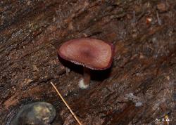 Callistosporium purpureomarginatum