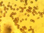 Calvatia cyathiformis spores