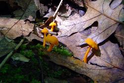 Cantharellus minor