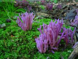 Clavaria zollingeri