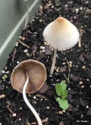 Conocybe apala