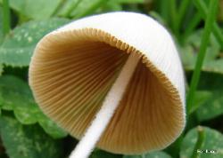 Conocybe apala