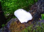 Ganoderma applanatum