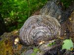 Ganoderma applanatum