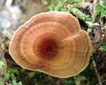 Coltricia cinnamomea