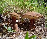 Tylopilus indecisus