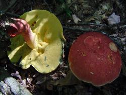 Baorangia bicolor