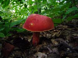 Baorangia bicolor