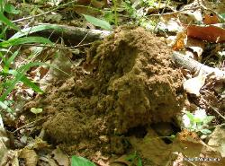 Calvatia gigantea