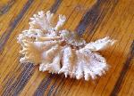 schizophyllum commune 