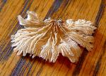 schizophyllum commune 
