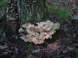 Meripilus sumstinei