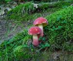 Boletus bicolor