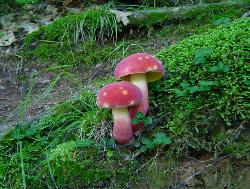 Baorangia bicolor