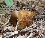 Genus gastroboletus
