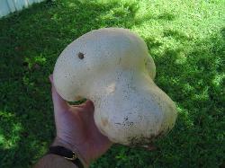 Calvatia cyathiformis