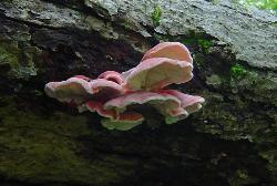 Phlebia incarnata