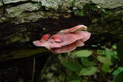 Phlebia incarnata