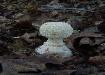 Amanita rhopalopus