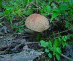 Boletus hortonii