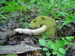 Xerocomus hortonii