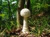 Amanita cokeri