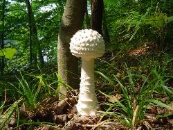 Amanita cokeri