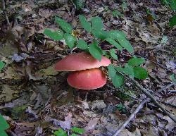 Baorangia bicolor