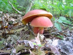Baorangia bicolor