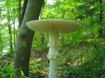 Amanita cokeri