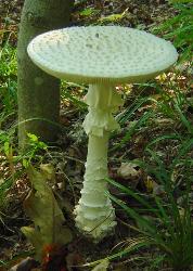 Amanita cokeri