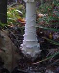 Amanita cokeri base