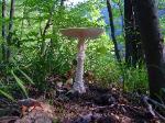 Amanita cokeri