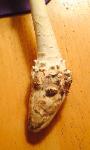 Amanita cokeri rooting base
