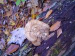 Ganoderma applanatum