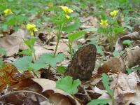 Morchella angusticeps
