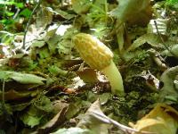 Morchella diminutiva