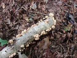 Panellus stipticus