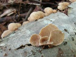 Panellus stipticus