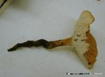 Polyporus radicatus