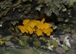 Dacryopinax spathularia