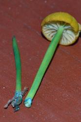 Entoloma incanum