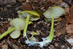Entoloma incanum